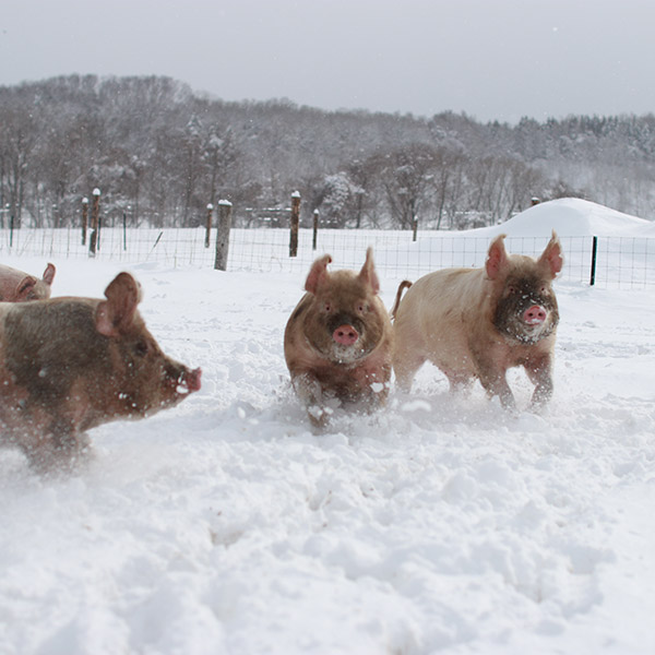 雪の中でも元気いっぱい！